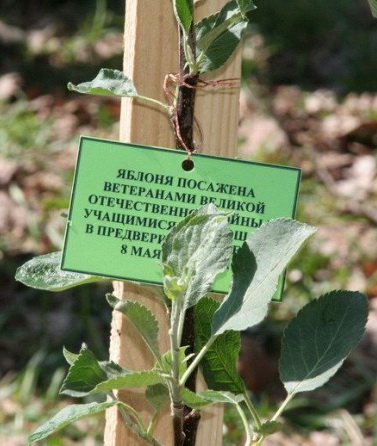 деревья посаженные в честь ветеранов